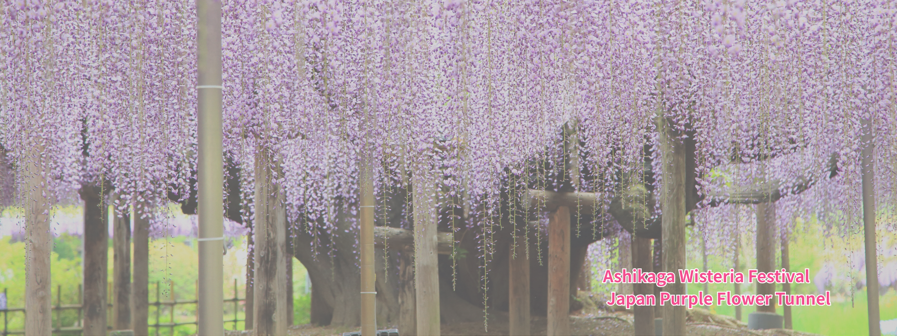 足利紫藤花祭 栃木紫藤花隧道 日本春季花卉景點